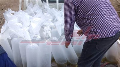 ضبط 16 ألف وحدة زريعة بلطي محملة على سيارة بكفر الشيخ