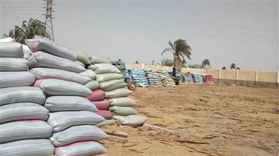 استقبال 420 طن قمح بالشون الحكومية والصوامع منذ بدء التوريد بالمنيا