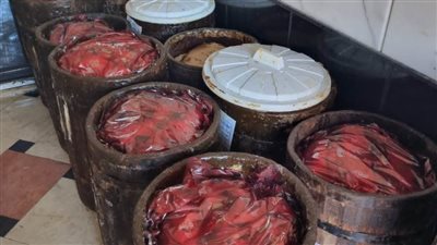 تموين وسط الإسكندرية تضبط ٢.٥ طن فسيخ ورنجة مجهولة المصدر