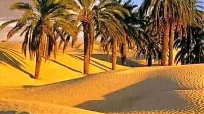 حماية الأراضي تعلن اعتماد وزارة الزراعة لـ ٣٣٨ ترخيصا بالوادي الجديد