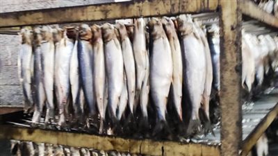 إعدام طن من اللحوم والأسماك المدخنة غير صالحة للاستهلاك الآدمي بالحسينية 