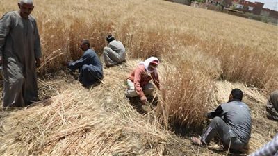 استلام 5367 طن قمح بالشون الحكومية والصوامع منذ بدء التوريد بالمنيا