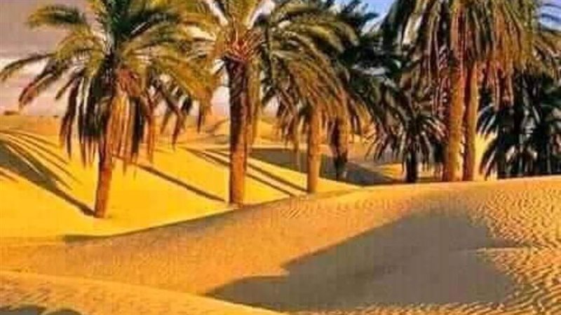 حماية الأراضي تعلن