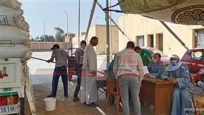 توريد 5464 طنا و287 كيلو قمح لشون كفر الشيخ