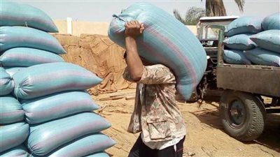 استقبال 15065 طن قمح بالشون الحكومية والصوامع في 44 موقعا تخزينيا بالمنيا