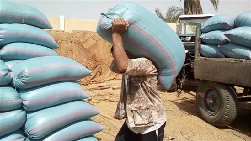 توريد القمح بالمنيا