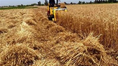 توريد 20 ألف طن قمح بالصوامع والشون خلال عيد الفطر بالشرقية 