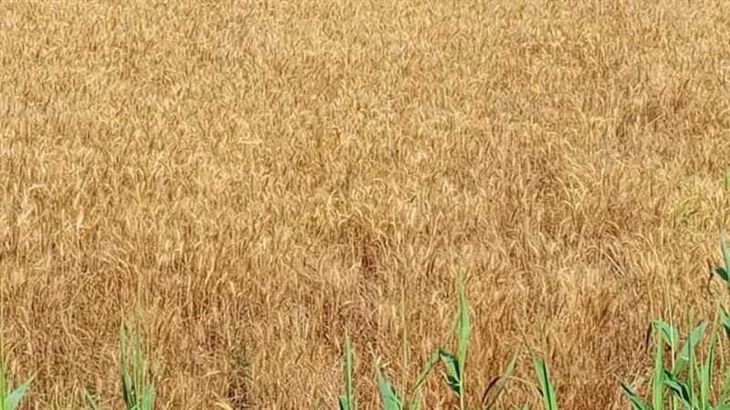 محصول القمح