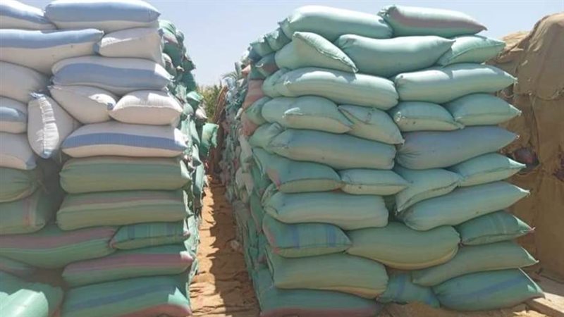 توريد القمح بالمنيا