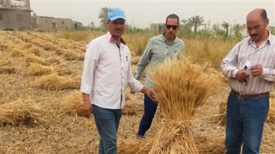  وزير الزراعة يتابع حصاد وتوريد القمح في جميع محافظات الجمهورية