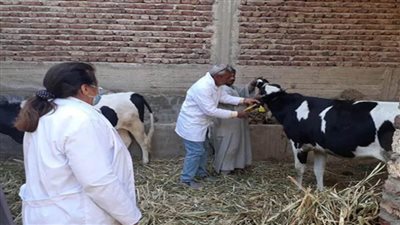 تحصين 107 آلاف رأس ضد الحمى القلاعية والوادي المتصدع ببني سويف