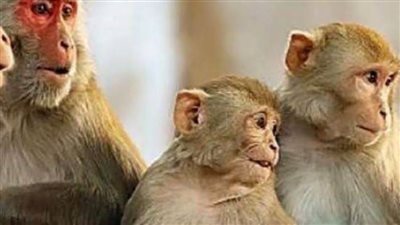 رصد أول إصابة بفيروس 