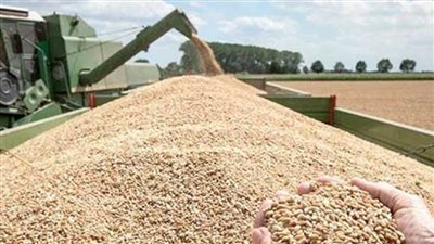 الغربية: 13 ألفا و41 طن قمح إجمالي ما تم توريده لصوامع المحافظة 