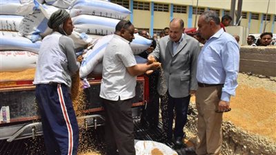 محافظ أسيوط توريد 18236 طن قمح لـ 30 شونة وصومعة منذ بدء التوريد وحتى اليوم