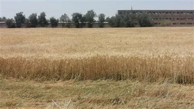 بدء موسم حصاد القمح بمركز التجارب والبحوث الزراعية بجامعة المنيا