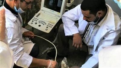 بيطري الشرقية يُجري المسح التناسلي الشامل لـ 5 آلاف رأس ماشية  