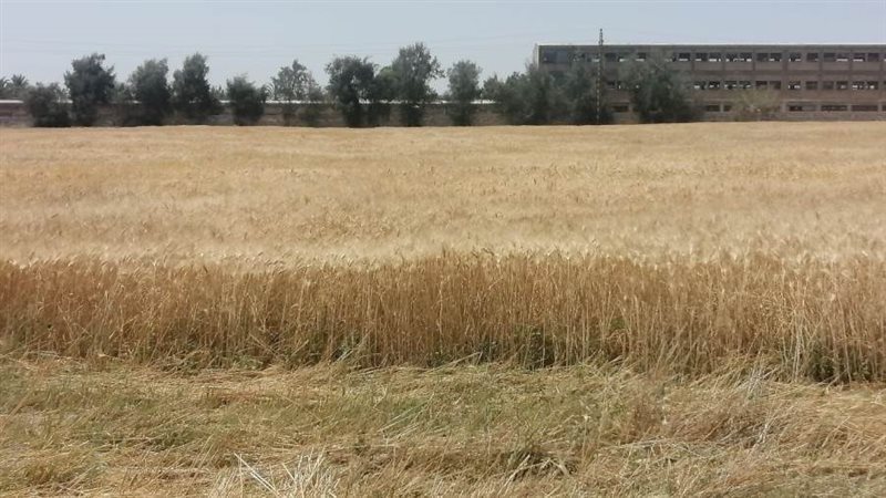 حصاد محصول القمح