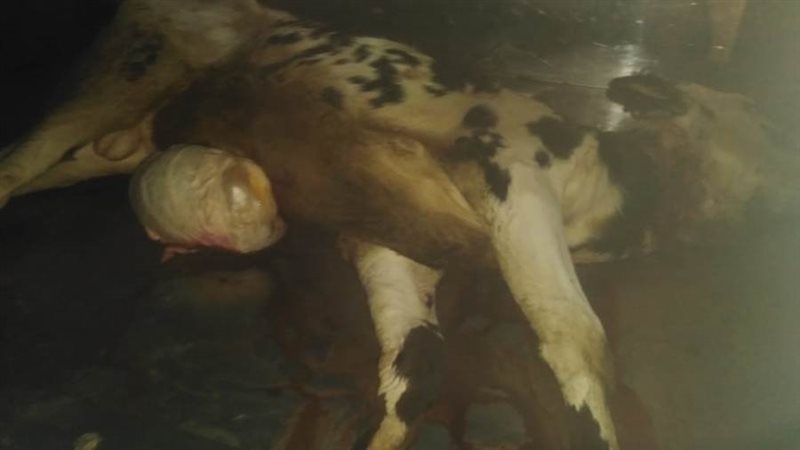 التحفظ على ذبيحة