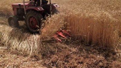 توريد 226 ألف طن قمح للصوامع والشون بالشرقية 