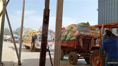 توريد 98305 أطنان و247 كيلو قمح إلى شون وصوامع كفر الشيخ