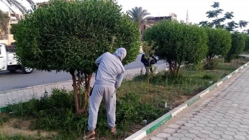 تنسيق الاشجار بشوارع