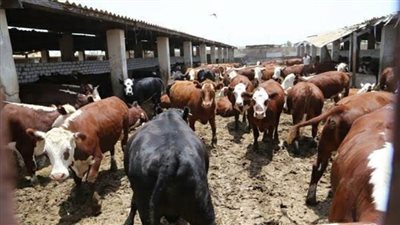 محافظ البحيرة: 44  مليون جنيه استثمارات لتنمية القرية البحراوية وتحويلها لقرى منتجة