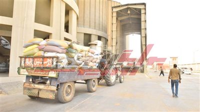 شون وصوامع كفر الشيخ تستقبل 127726 طنا و892 كيلو قمح