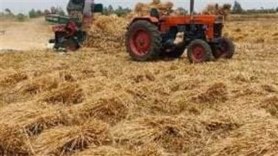 حصاد 310 آلاف فدان من السنابل الذهبية منذ بداية التوريد بالشرقية 