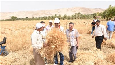 رئيس جامعة سوهاج يفتتح موسم حصاد القمح بمزرعتي الكوامل والكوثر