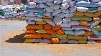 حصاد 324 ألف فدان من السنابل الذهبية منذ بدء الموسم بالشرقية 