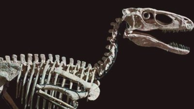 بمبلغ خيالي.. بيع هيكل عظمي لديناصور مرعب بأكثر من 12 مليون دولار