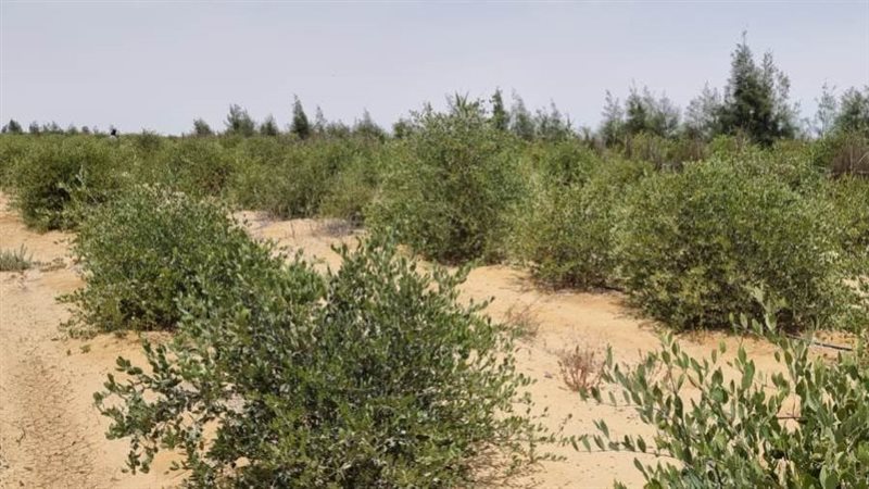 خطط كبيره للاستثمار