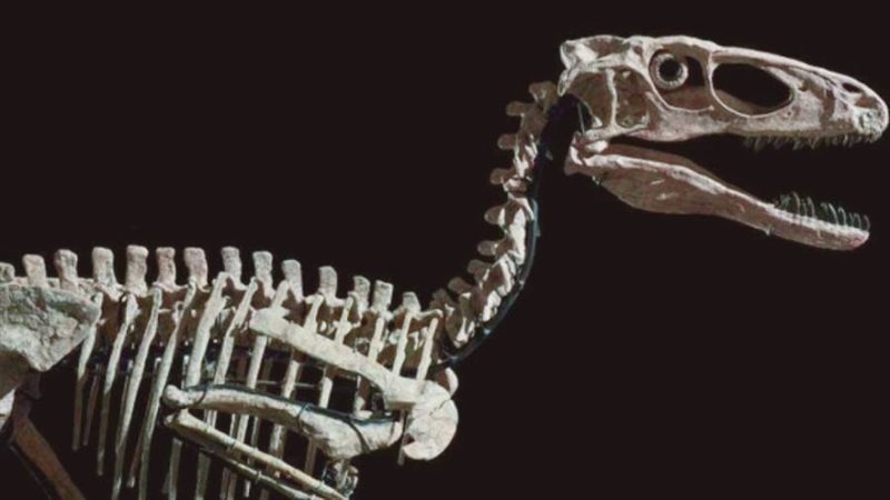 هيكل عظمي لديناصور