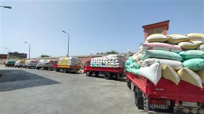 توريد ١٤٣٧١٧ طنًا من الذهب الأصفر لشون وصوامع محافظة البحيرة