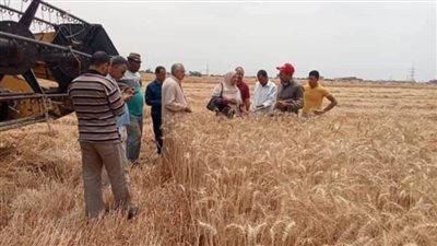 محافظ الشرقية يتابع أعمال حصاد القمح بأحد الحقول الزراعية بالصالحية الجديدة 
