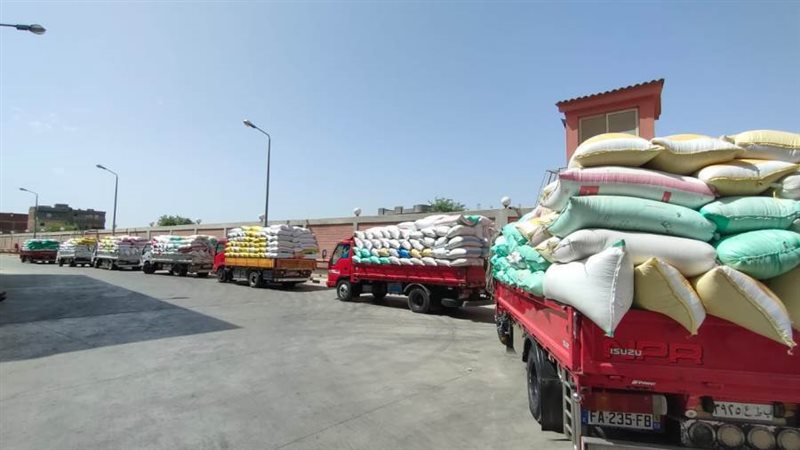 توريد القمح للصوامع