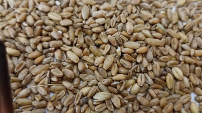 محافظ أسيوط يعلن