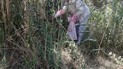 زراعة البحيرة تقاوم 273 ألف فدان من القوارض استعدادا للموسم الصيفي