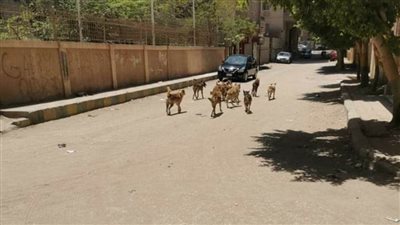 حملات دورية لمكافحة الحيوانات والكلاب الضالة بواحات الوادي الجديد