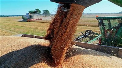 سلطنة عُمان: توافر المخزون الكافي من القمح لديها