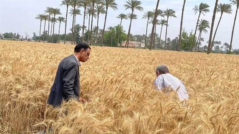 الحكومة تنفي تأثر