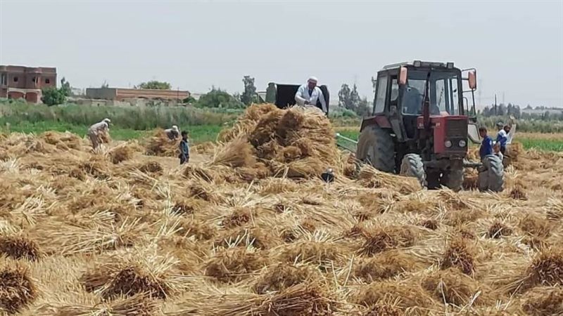 موسم حصاد وتوريد