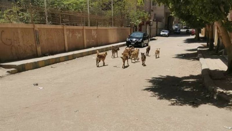 الكلاب الضاله منتشره