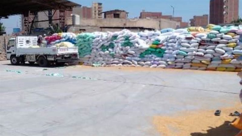 جانب من توريد القمح