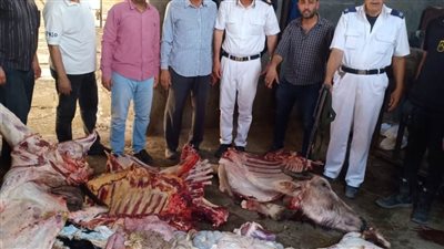 ضبط ٤١٥ كيلوجرام لحوم غير صالحة للاستهلاك الآدمي في حملة بالبحيرة