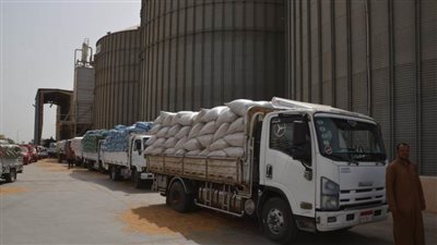 استلام 105 آلاف و662 طن قمح بصوامع وشون بني سويف