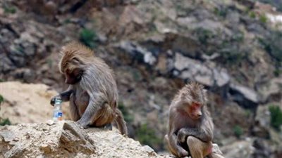 بيان جديد من مركز تنمية الحياة الفطرية بالسعودية بخصوص علاقة قرود البابون بالجدري