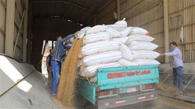 توريد 109 آلاف طن قمح وحصاد 46 ألف فدان بالقليوبية