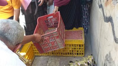 توزيع ٥٦ ألفًا و٦٢٠ طائرًا بمشروع تربية البط بالبحيرة