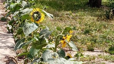 جهاز التطوير والتجميل يواصل أعماله في شوارع وميادين الإسماعيلية